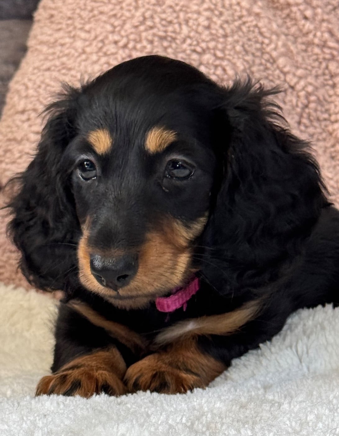 BONNIE