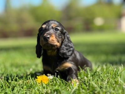 Les chiots de Teckel poil long