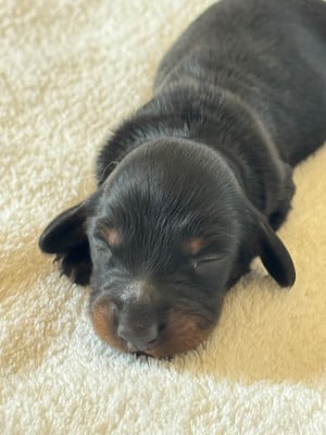 Les chiots de Teckel poil long