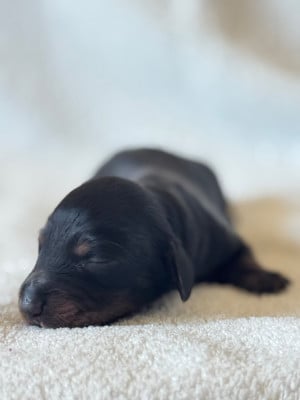 Les chiots de Teckel poil long