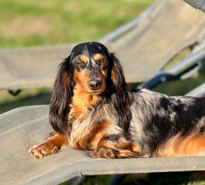 Teckel poil long - De Jaykay Land