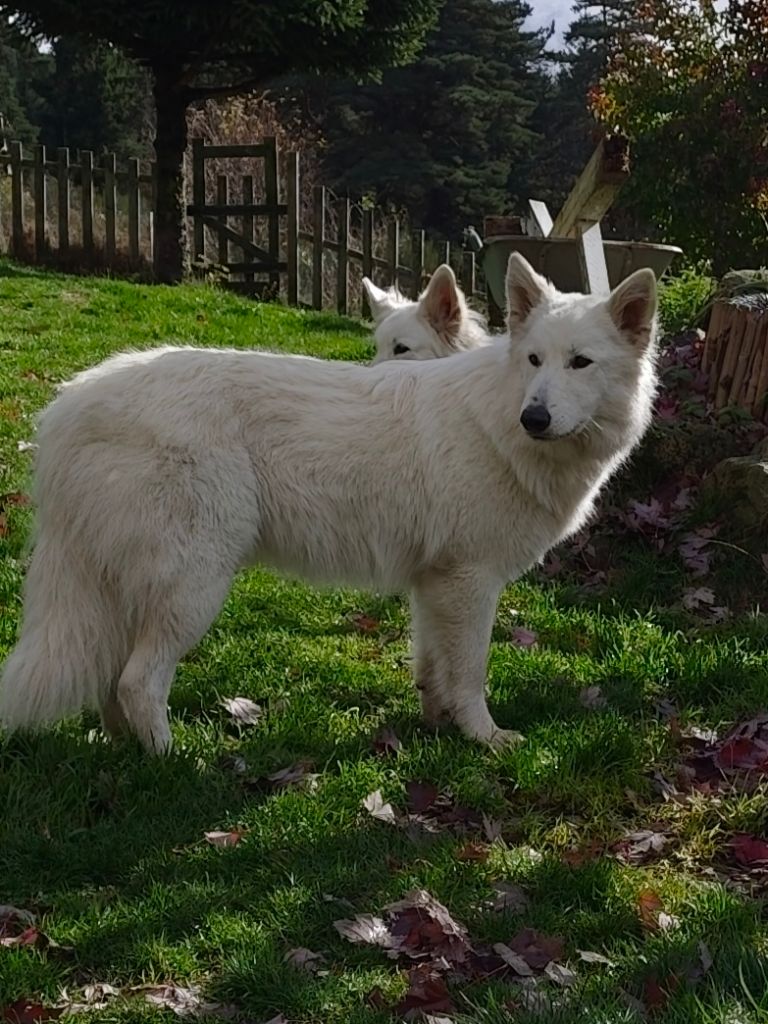 Valin caramelle Des Pierres Davélie