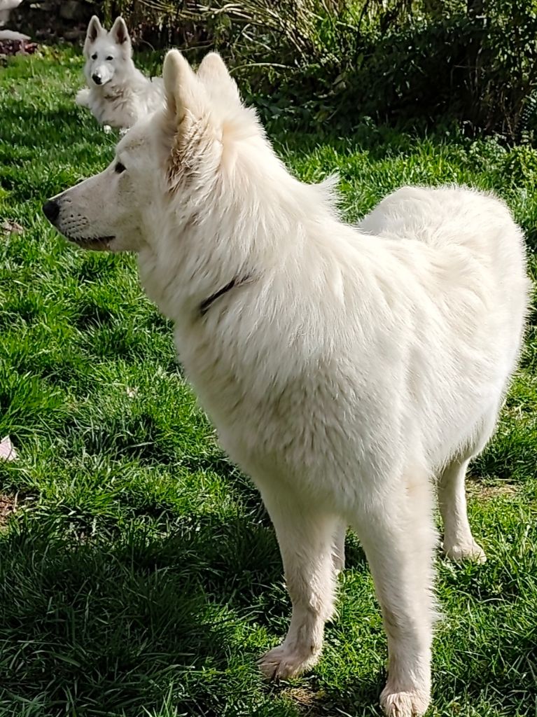 Valin caramelle Des Pierres Davélie