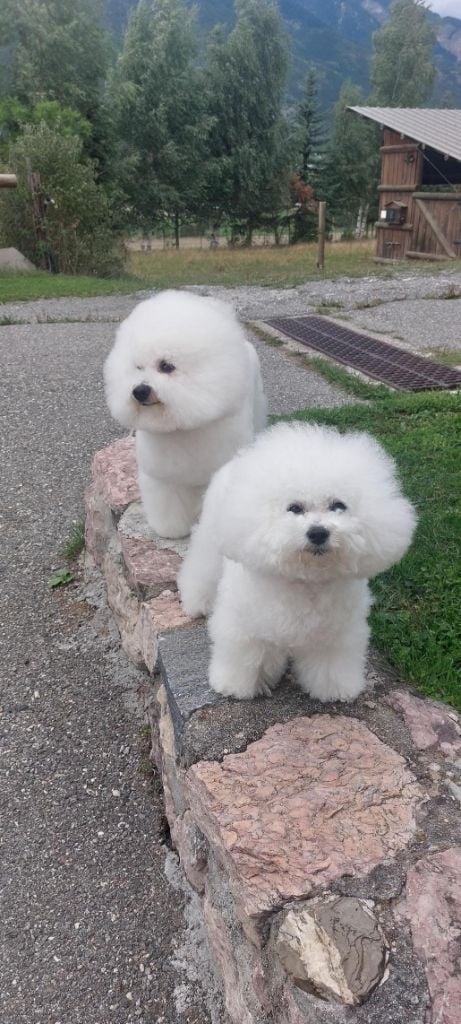 CH. Beauty regina bichon
