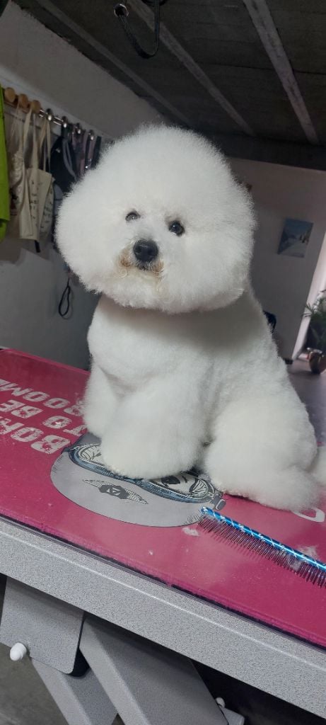 CH. Beauty regina bichon