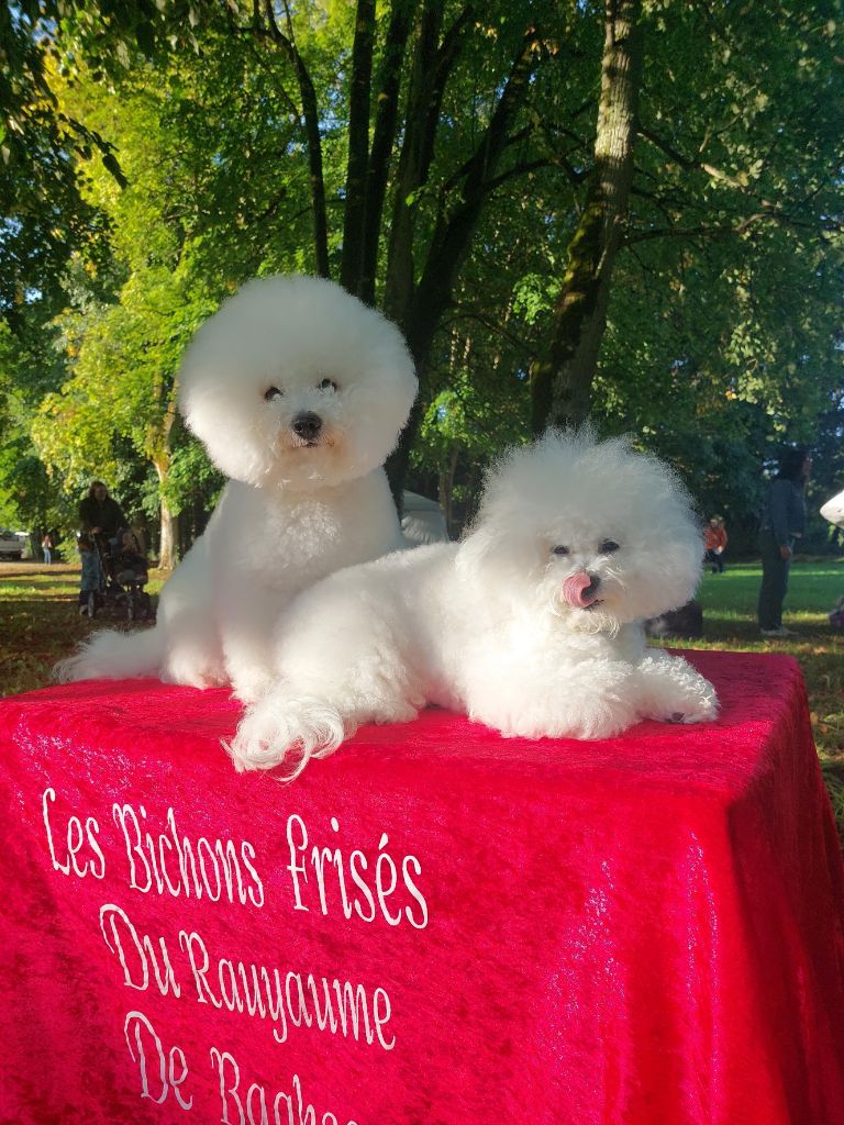 CH. Beauty regina bichon