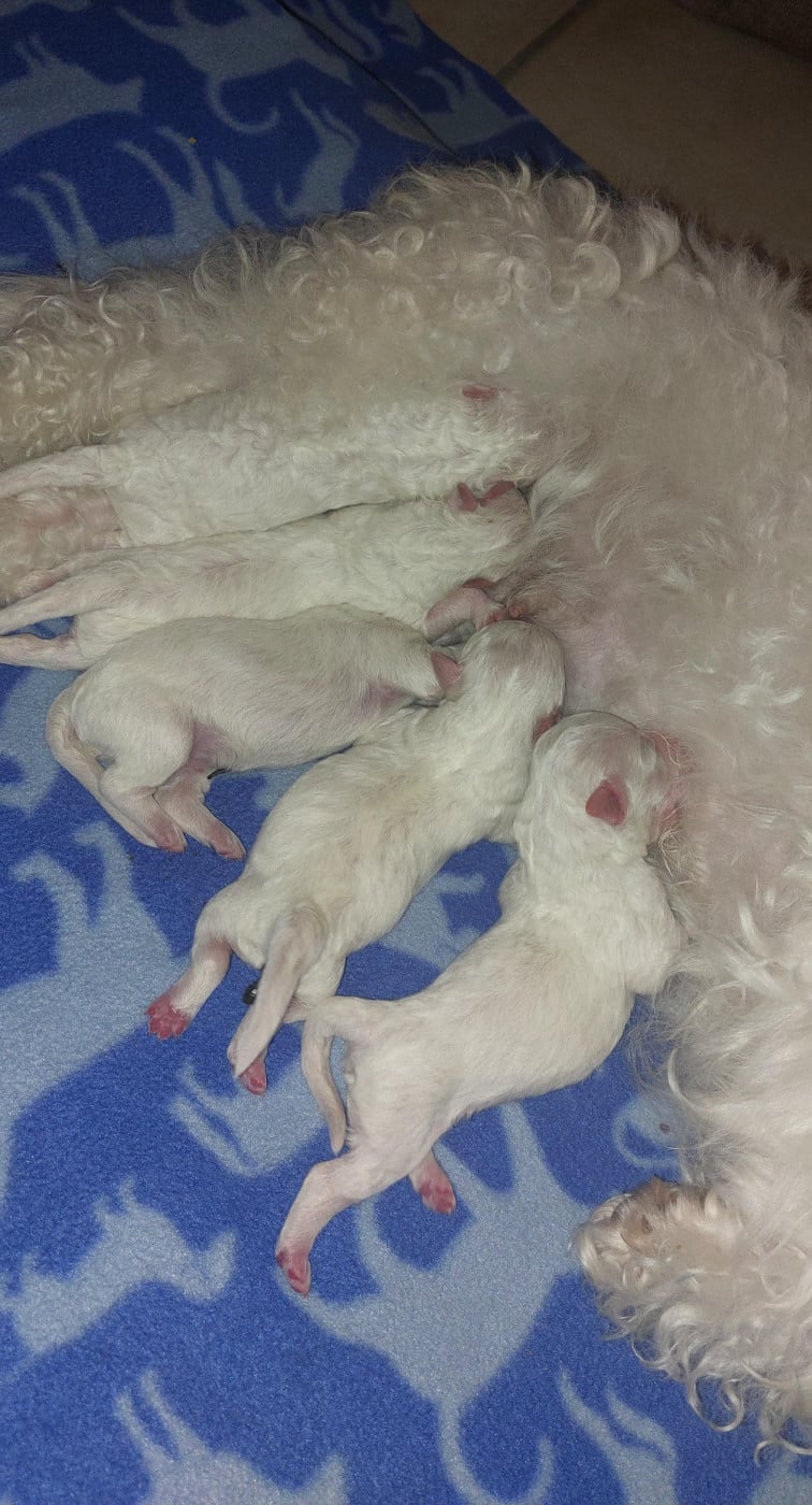 Bichon Frise - Du Royaume De Bagheera