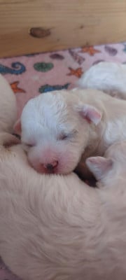 Les chiots de Bichon Frise
