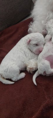 Les chiots de Bichon Frise