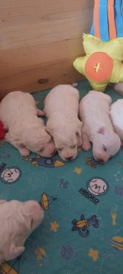Les chiots de Bichon Frise