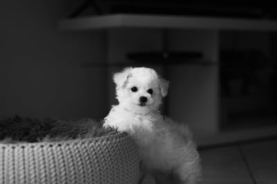Les chiots de Bichon Frise
