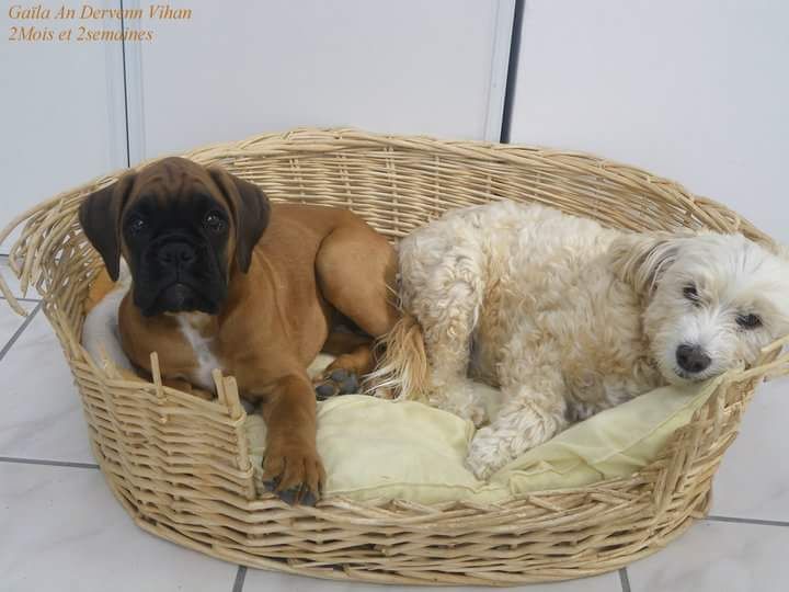 Gaïla An Dervenn Vihan