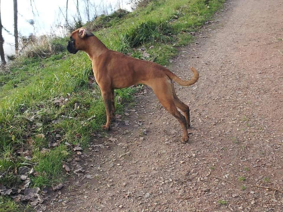 Gaïla An Dervenn Vihan