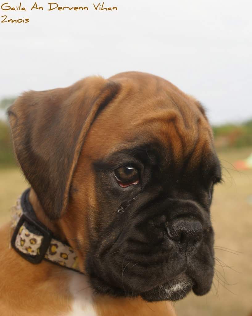 Gaïla An Dervenn Vihan