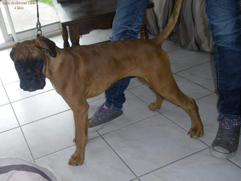 Gaïla An Dervenn Vihan