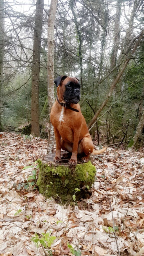 Gaïla An Dervenn Vihan