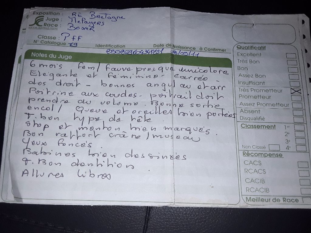 Gaïla An Dervenn Vihan - Très prometteur