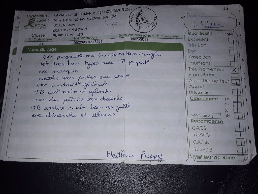 Gaïla An Dervenn Vihan - Meilleur puppy