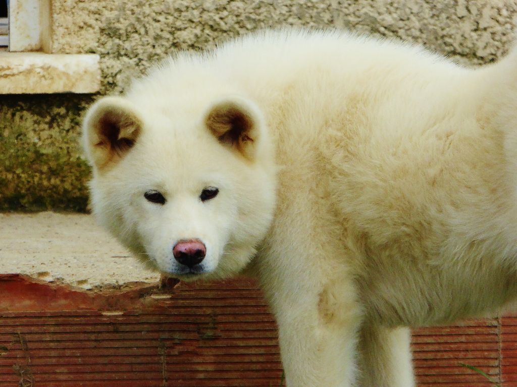 Publication : Du Mont Sacré