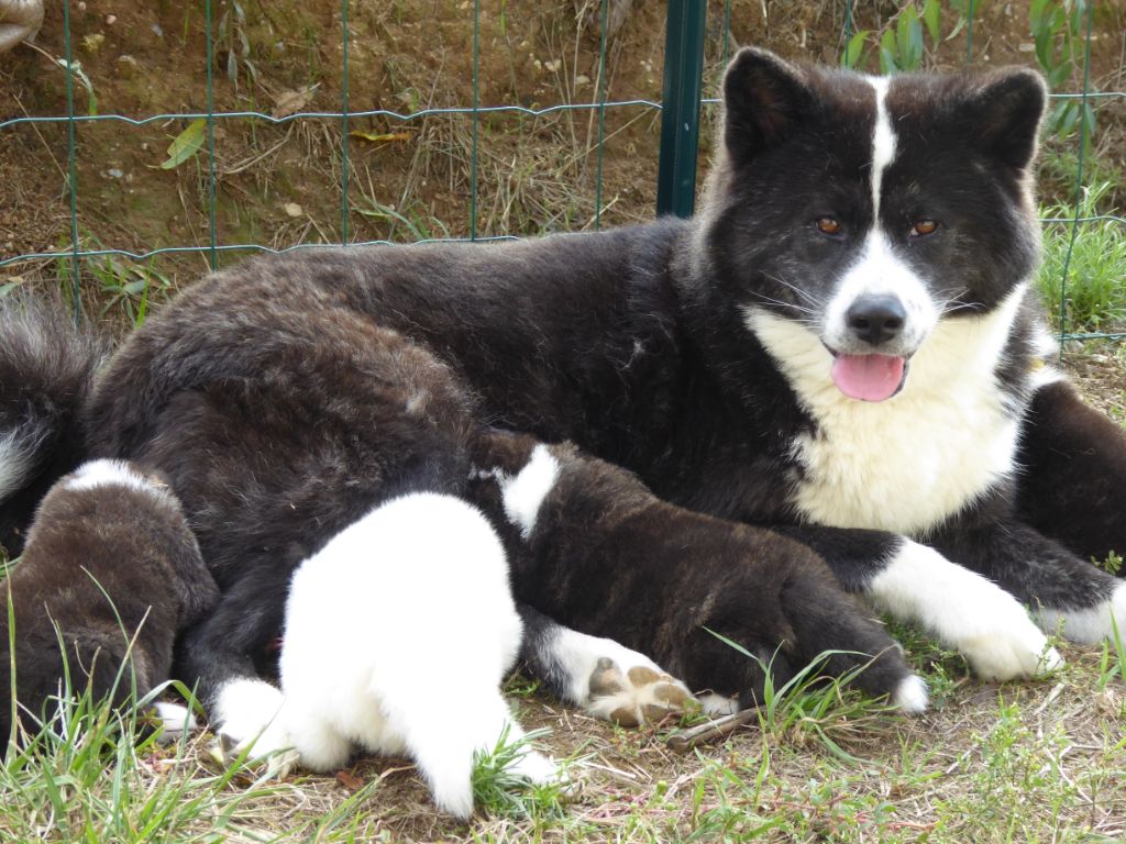 chiot Akita Du Mont Sacré