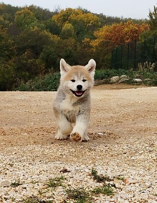 Les chiots de Akita