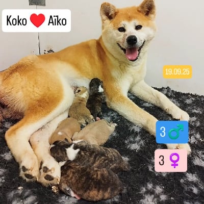 Les chiots de Akita