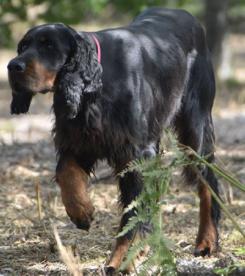 Du Vallon Des Bécasses