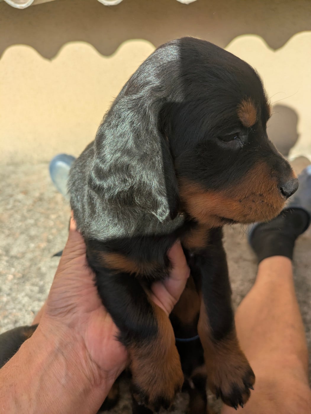 Chiot N°3 - Setter Gordon