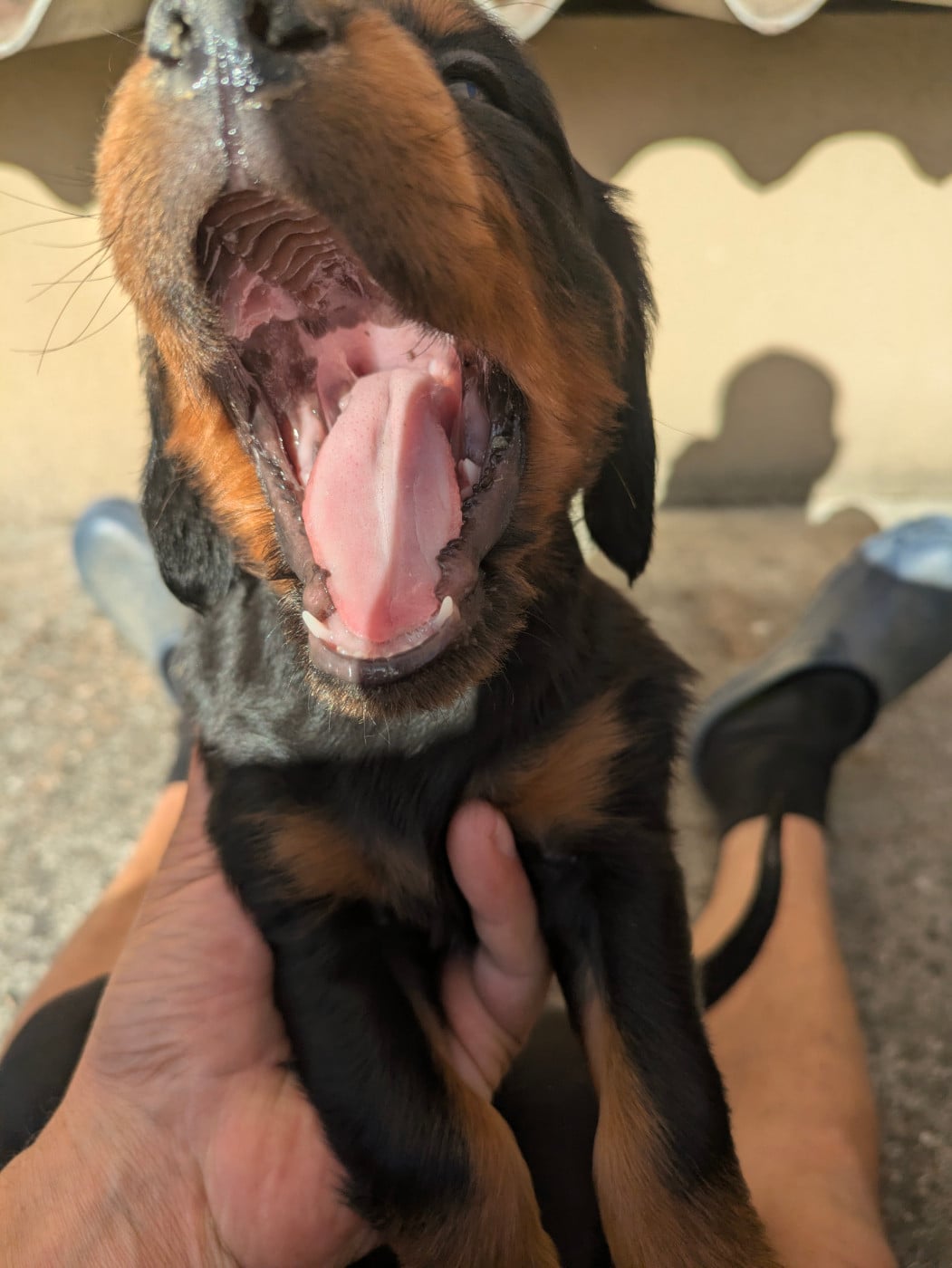 Chiot N°6 - Setter Gordon