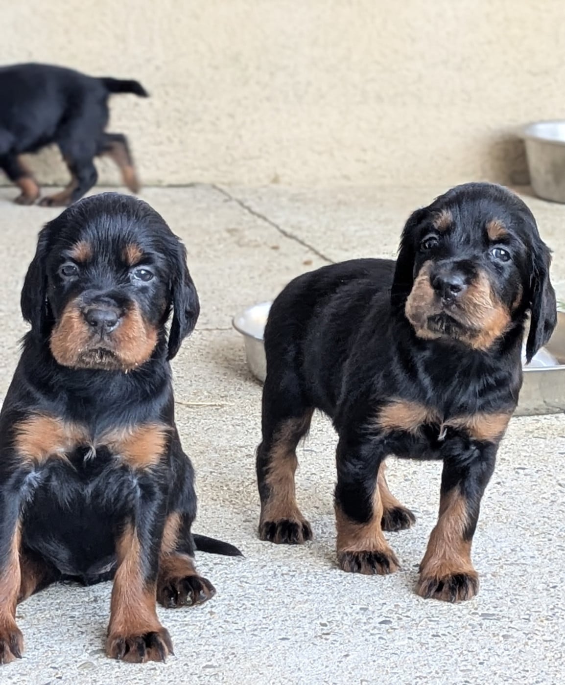 Chiot N°7 - Setter Gordon