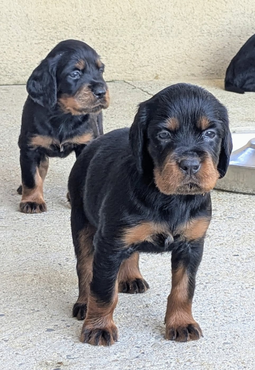Chiot N°8 - Setter Gordon