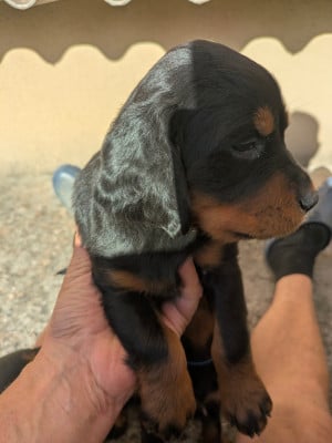 Les chiots de Setter Gordon