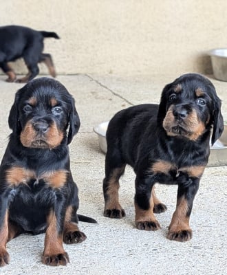 Les chiots de Setter Gordon