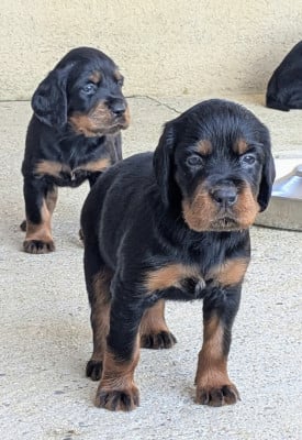 Les chiots de Setter Gordon