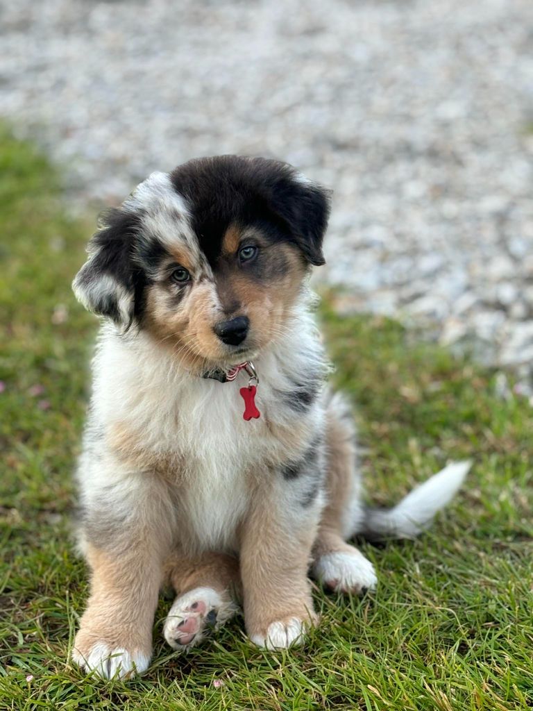 Vasco o'tantic du ménage O'tantic Du Ménage