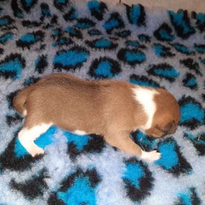 Les chiots de Basenji