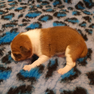 Les chiots de Basenji