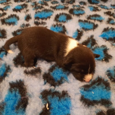 Les chiots de Basenji