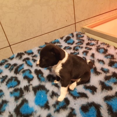 Les chiots de Basenji