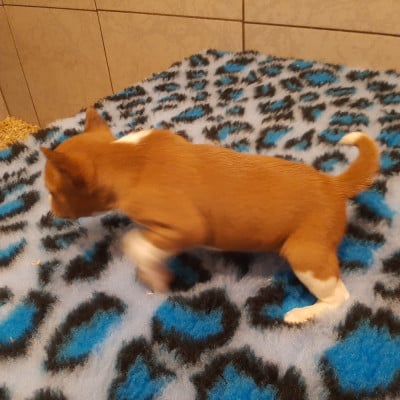 Les chiots de Basenji