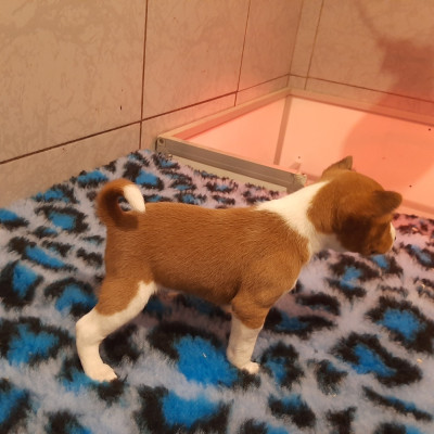 Les chiots de Basenji