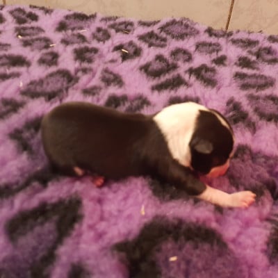 Les chiots de Basenji