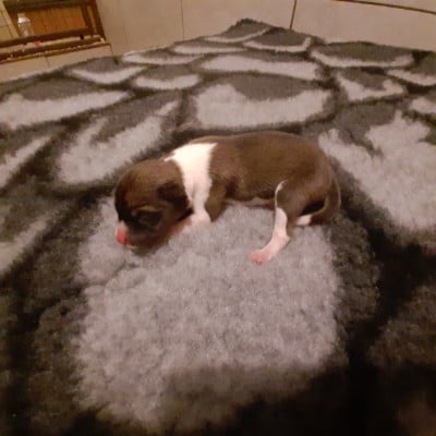 Les chiots de Basenji