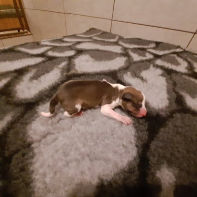 Les chiots de Basenji