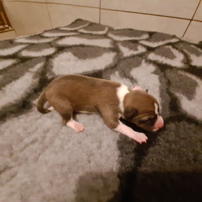 Les chiots de Basenji