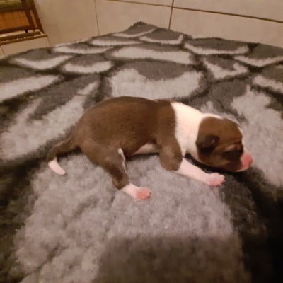 Les chiots de Basenji