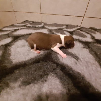 Les chiots de Basenji