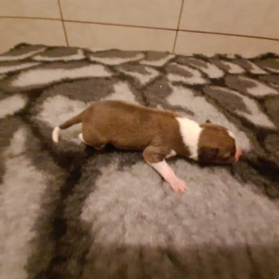 Les chiots de Basenji