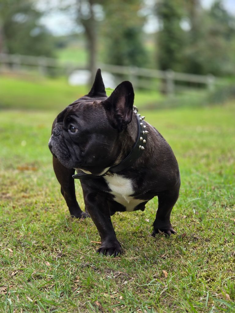 Savannah Des Merveilles D'la Montagne