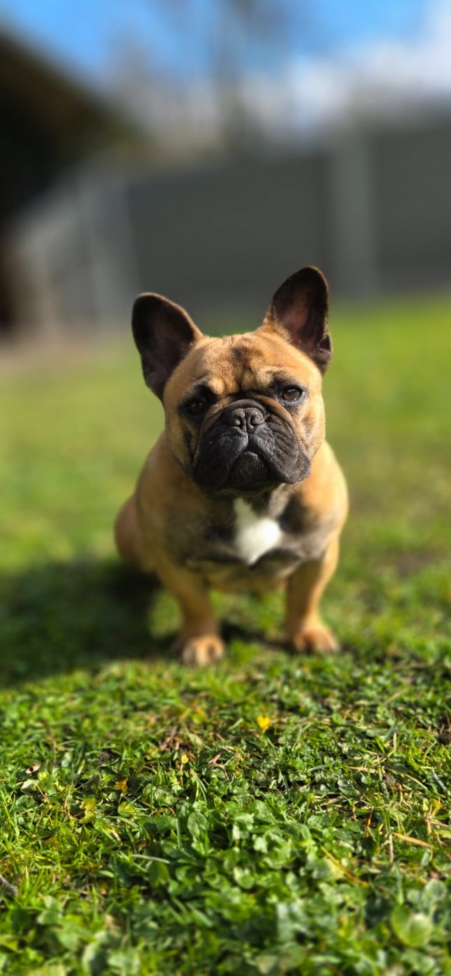Victoire de la foret du vievre Des Merveilles D'la Montagne